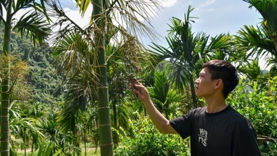 Arecanoten telen om Taiwanese mensen in Vietnam te bedienen