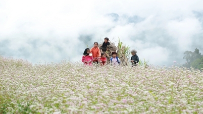 פסטיבל פרחי כוסמת 2025 ייפתח ב-29 בנובמבר