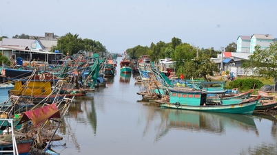 Utnevne medlemmer av styringskomiteen for IUU i An Giang-provinsen til å overvåke og forvalte 880 fiskefartøy som ikke oppfyller driftsvilkårene.