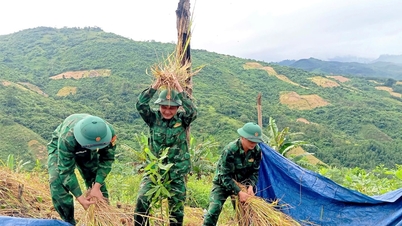 Armed forces and mountain youth help people harvest winter-spring rice