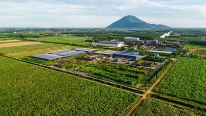 AgriS Tay Ninh hammadde alanındaki şeker kamışı alanı büyümeye devam ediyor