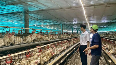 Zbohatněte na high-tech modelu chovu kuřat na snášku vajec