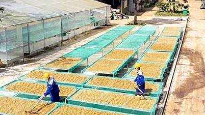 Melangkaui AS, Asia menjadi pasaran import pertanian terbesar di Vietnam