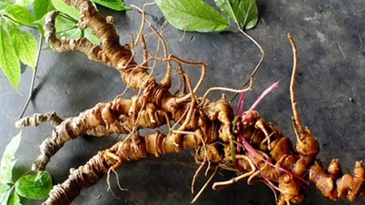 Construyendo una marca de ginseng a partir de materia prima de alta calidad