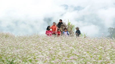 Le Festival des fleurs de sarrasin 2025 débutera le 29 novembre dans la commune de Dong Van, province de Tuyen Quang.