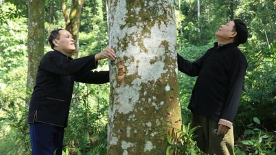 «Счастливое дерево» в Сюань-Ай