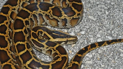 Rzadkie zwierzę pojawia się na środku drogi, mieszkańcy Quang Tri niespodziewanie się z nim mierzą