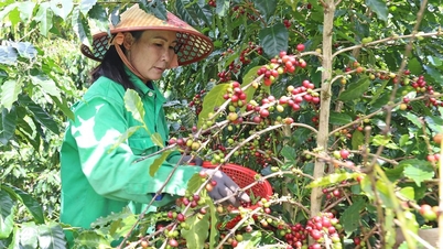 Nông dân vui, doanh nghiệp thêm áp lực