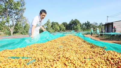 Chủ động vượt "rào cản" EUDR