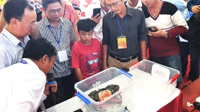 រៀបចំការប្រលង "កំណត់កំណត់ត្រា" លើក្តាម Ca Mau