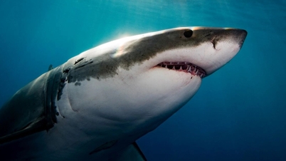 Kẻ thù của cá mập trắng dưới đại dương