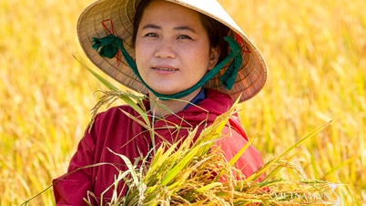 Ciepłe złote ziarna