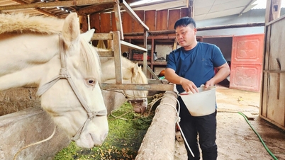 Вырваться из нищеты благодаря белой лошади