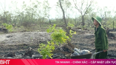 প্রাকৃতিক দুর্যোগের পর হা তিনে "সবুজ বাঁধ" পুনরুদ্ধারে অসুবিধা