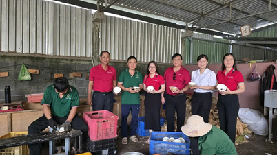 Agribank Chi nhánh Trà Vinh đồng hành phát triển đặc sản dừa sáp