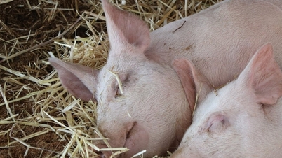 Domuz fiyatı bugün 5 Kasım: Domino zinciri fiyat indirimi süpürdü, Orta bölge yeni bir dip yaptı