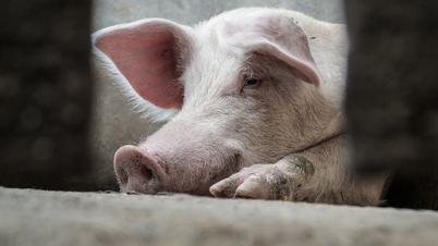 Giá heo hơi hôm nay 5/11/2025: Miền Trung "vỡ đáy", xuống mốc 48.000 đồng/kg