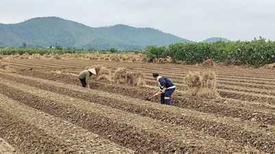 'Thủ phủ' hành, tỏi vào mùa
