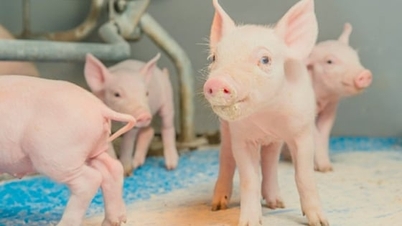 តម្លៃជ្រូកថ្ងៃនេះ ថ្ងៃទី 5 ខែវិច្ឆិកា ឆ្នាំ 2025៖ កន្លែងជាច្រើនបានធ្លាក់ចុះ 1,000 ដុង