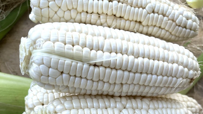 ذرت فواید زیادی برای سلامتی دارد.