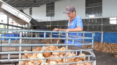 Nhờ vốn tín dụng, nông dân mạnh dạn đầu tư cho cây dừa