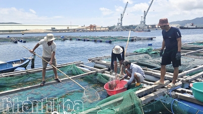 Nelayan menuai udang dan ikan awal untuk mengelakkan ribut