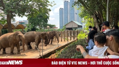 Saigon Zoo «savnet» 450 millioner VND per dag