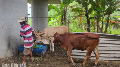 Menggerakkan ternakan di dataran aluvium Sungai Ba ke tempat yang selamat