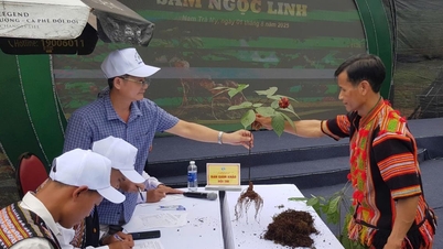 Zdokonalování mechanismu, jak z ženšenu Ngoc Linh udělat národní značku