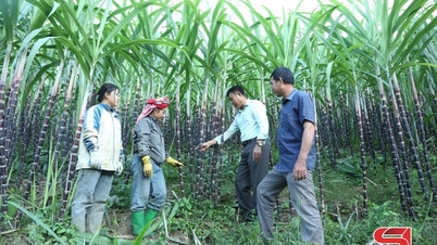 Chieng Khuong purple sugarcane – sweetness from the borderland