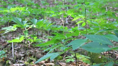 Da Nang identifikuje léčivé byliny a ženšen jako zdroje velkého rozvojového potenciálu.