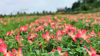 Une jeune coopérative promeut le ginseng Bo Chinh