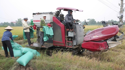 2025 Mahsulü: Zorlukların üstesinden gelmek