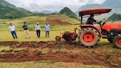 Pu Nhung, ananas yetiştirme ve yoksulluğu azaltma konusunda işbirliği yapıyor