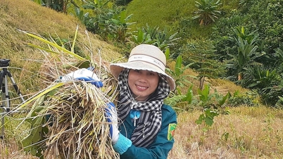 بلدية لا إي تساعد الناس على حصاد الأرز المرتفع قبل العاصفة رقم 13