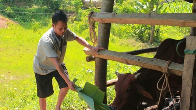 ফু দিন কমিউন, থাই নগুয়েন: গরু প্রজননকে সমর্থন করার মডেল থেকে কার্যকর দারিদ্র্য হ্রাস