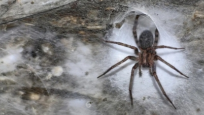 Phát hiện mạng nhện lớn nhất thế giới với 111.000 con