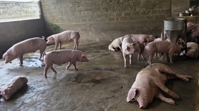 L'élevage à Phu Tho évolue vers une concentration et des technologies de pointe.