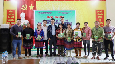 Stöd till utsäde, material och utbildning i gurkodlingstekniker i Phong Hai-kommunen