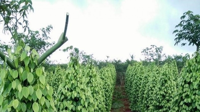 Biber fiyatı bugün 6 Kasım: 3 ay üst üste istikrarlı ihracat büyümesi