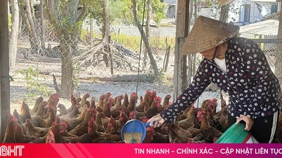 Många boskapsuppfödare "missade tyvärr mötet" med Tet-marknaden.