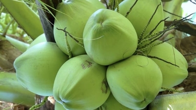 Quản lý sức khỏe cây dừa đáp ứng nhu cầu sản xuất