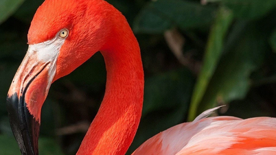 למה לפלמינגו יש צבע ורוד כל כך מוזר ובולט?
