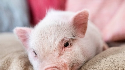 سور کی قیمت آج، 6 نومبر: قیمت کا طوفان، شمال میں سب سے بڑی کمی ہے۔