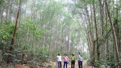 Udržitelné lesnictví dle standardů FSC