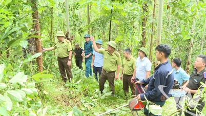 La economía forestal abre nuevas vías de desarrollo