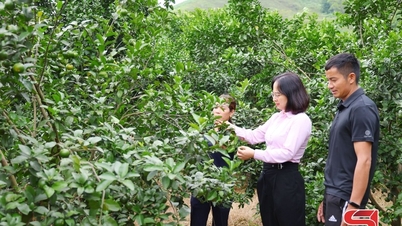 Lånekapitalets effektivitet för att skapa jobb i Muong Coi