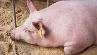 តម្លៃជ្រូកនៅថ្ងៃទី 6 ខែវិច្ឆិកា ឆ្នាំ 2025៖ ធ្លាក់ចុះនៅតាមតំបន់ជាច្រើន។