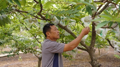 Les agriculteurs de Chi Lang prennent soin des pommes cannelle pendant la saison
