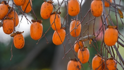 Jatuh cinta dengan taman mawar yang penuh dengan buah-buahan matang dan kaya di jantung Moc Chau